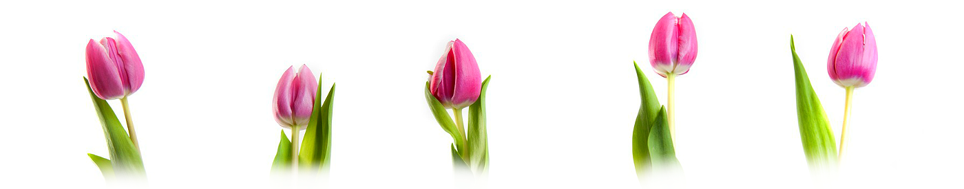 Eco cosmetica merken tulpen 4 natuurlijke cosmetica kopen